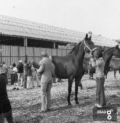 Panoramica della rassegna boaria. [ Il Cav. veterinario Dino Camiciesamina un soggetto dell'allevamento Braggio. Indicazione di Antonino Gallotta]