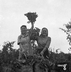 Contadine con grappoli d'uva