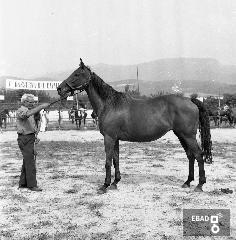 Allevatore accanto ad un cavallo. [Su indicazione di Antonino Gallotta: rassegna del cavallo salernitano. Allevamento Morese].