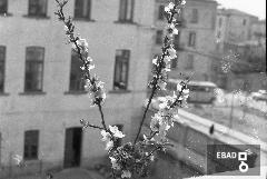 Fiori di pesco e cortile V.Giudice