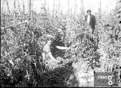 Contadine che raccolgono  pomodori .In piedi il caporale