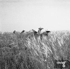 Contadine durante la raccolta del grano