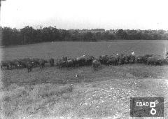 Allevatore con bovino