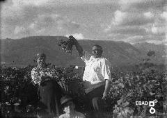 Coppia di contadini durante la vendemmia