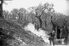 Operai  e dirigenti in una zona di collina con alberi di ulivo. Muretti in pietra lungo una strada