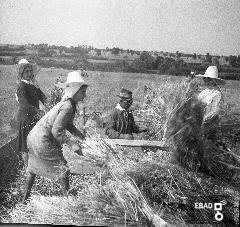 Contadine durante la raccolta del grano