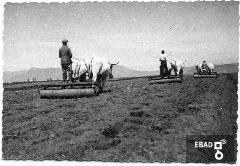 Contadini su macchine agricole trainate da buoi